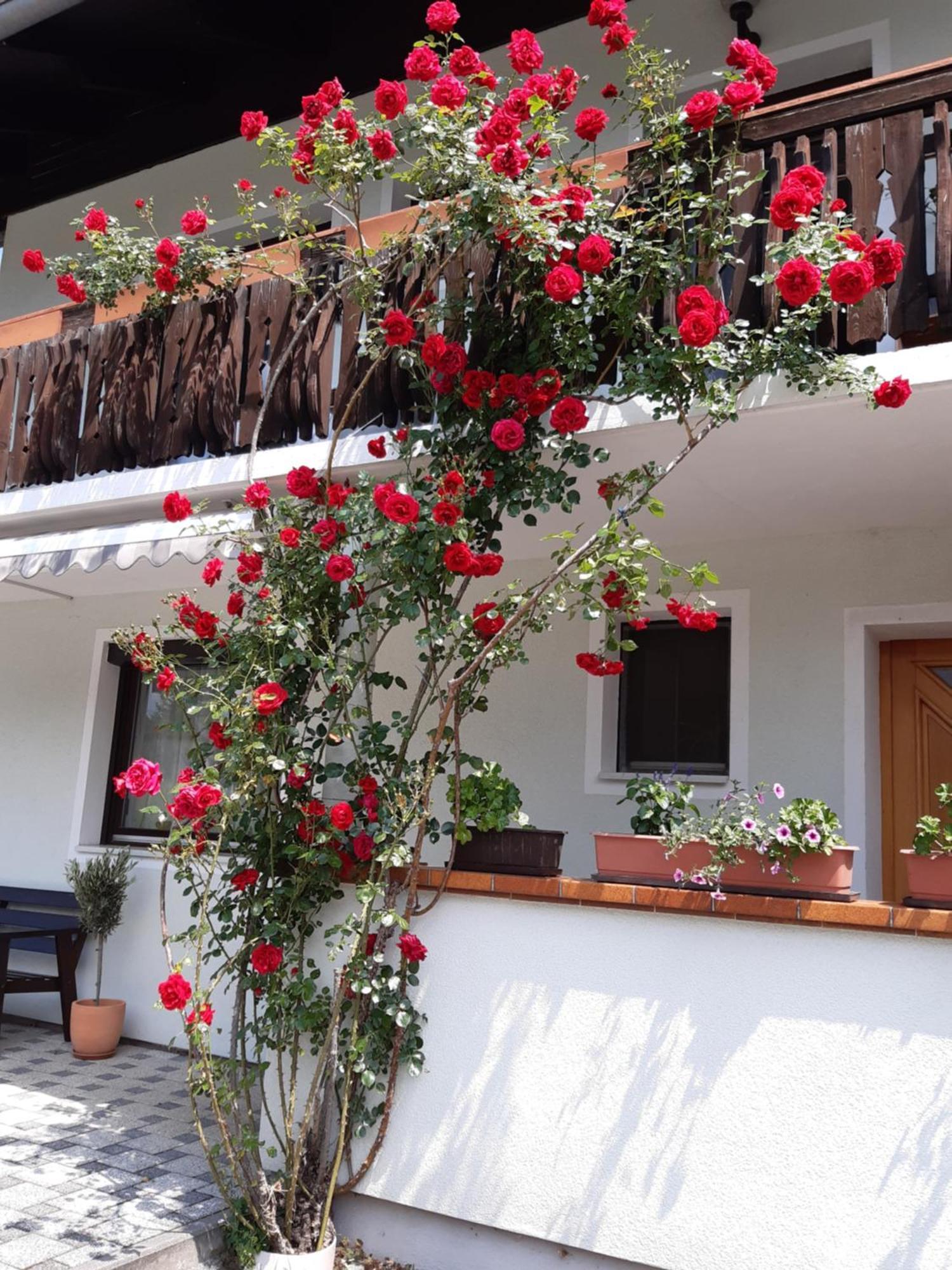 Pension Stausee ซังคท์ยาค็อบ อิม โรเซนทาล ภายนอก รูปภาพ
